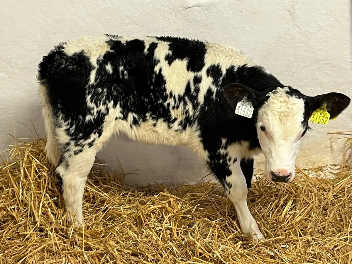 Calves For Sale - Image 4