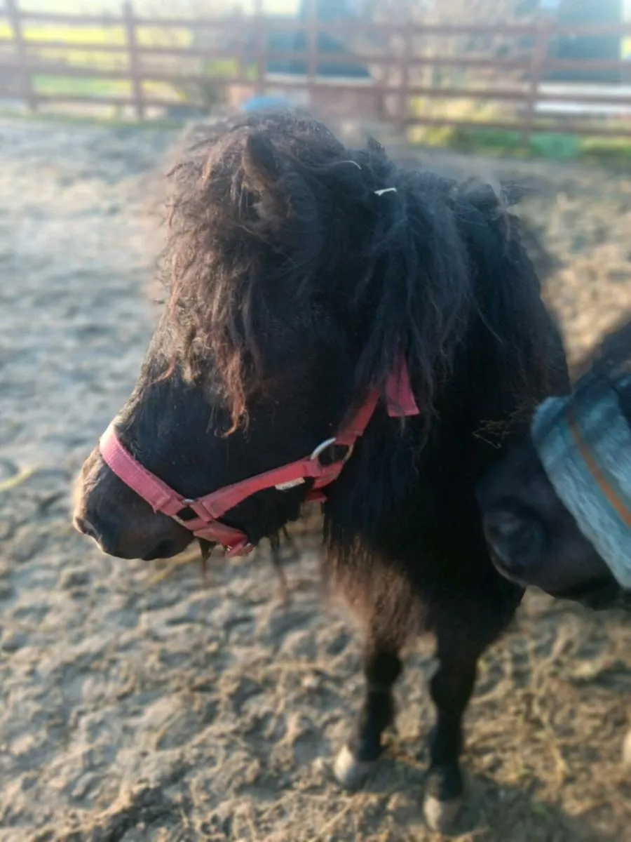 MINIATURE COLT FOR SALE - Image 1