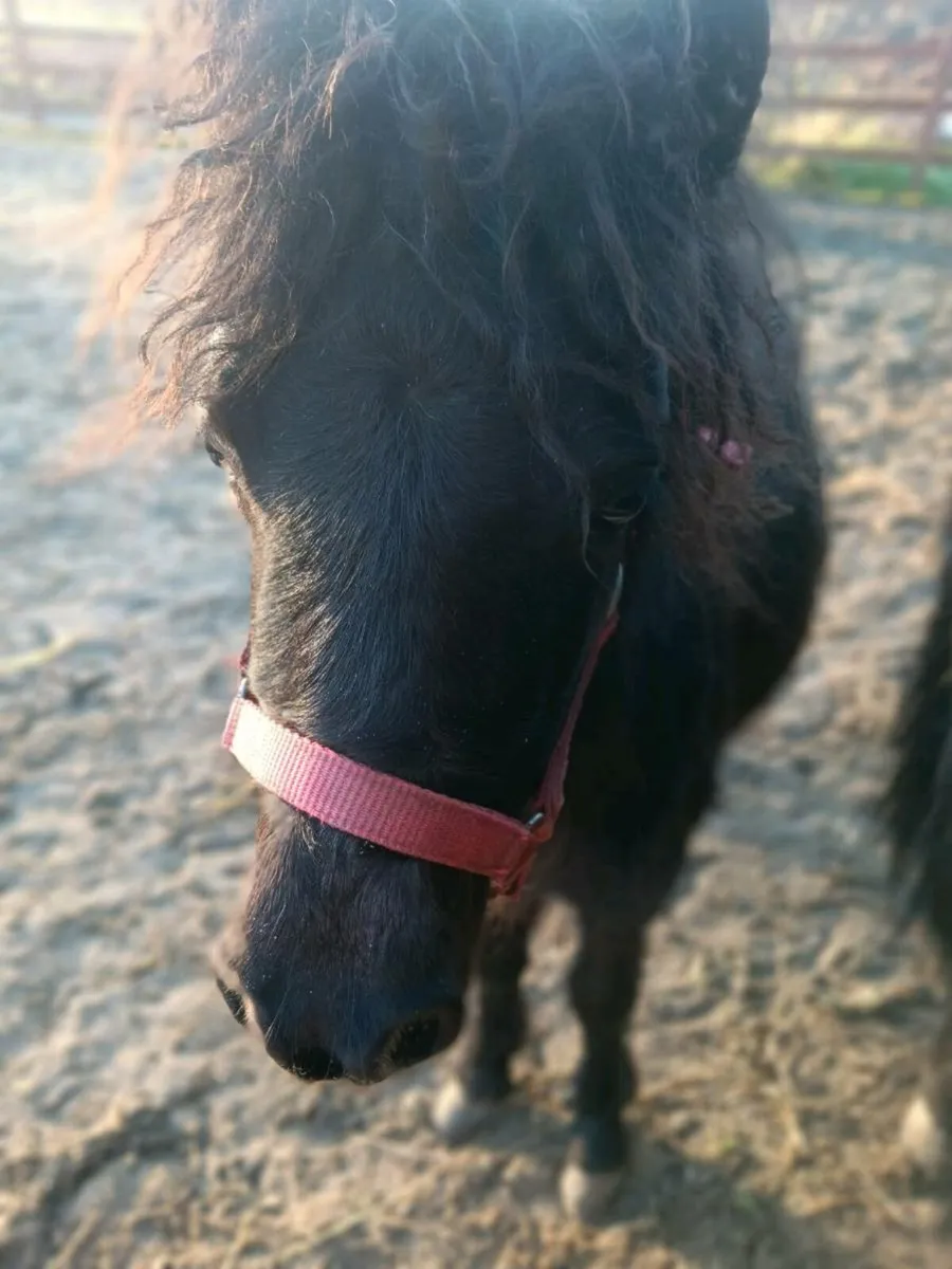 MINIATURE COLT FOR SALE - Image 2