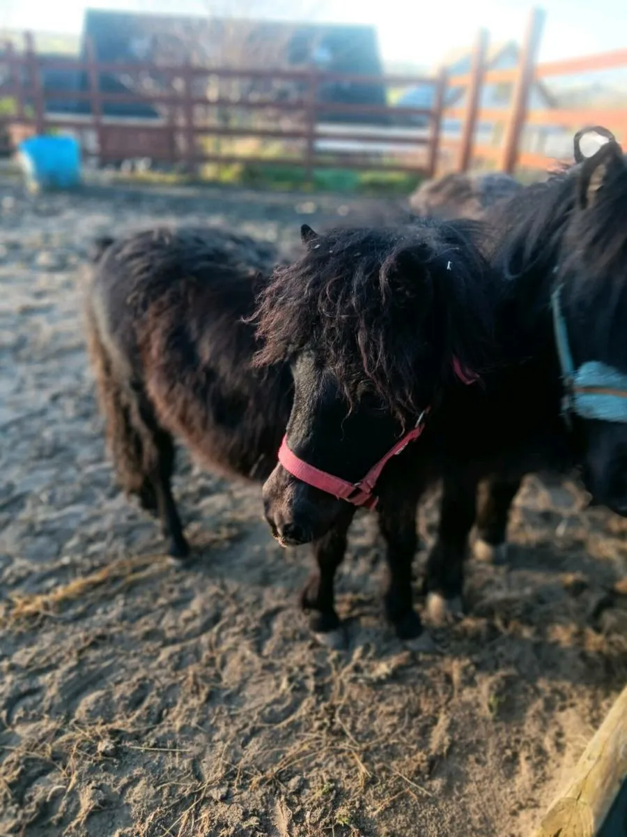 MINIATURE COLT FOR SALE - Image 3