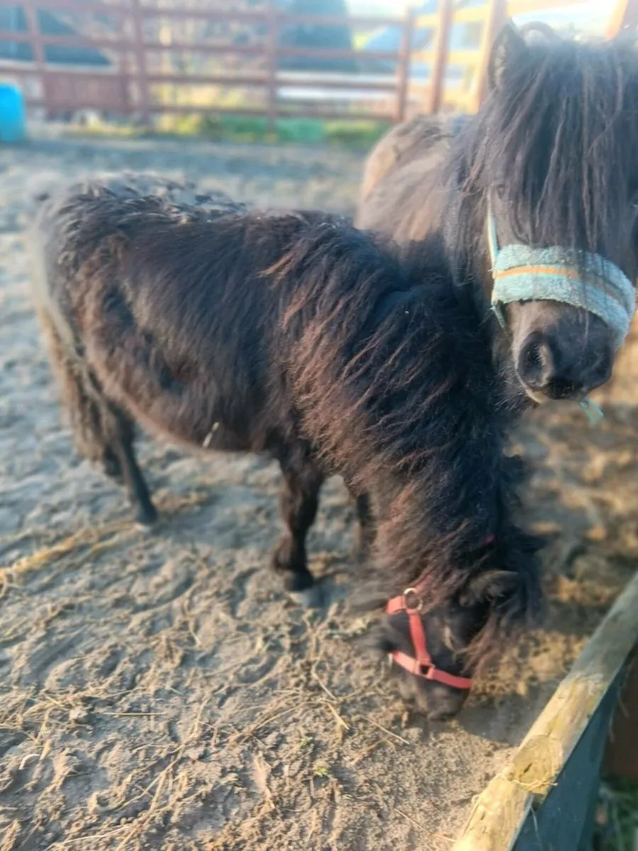 MINIATURE COLT FOR SALE - Image 4