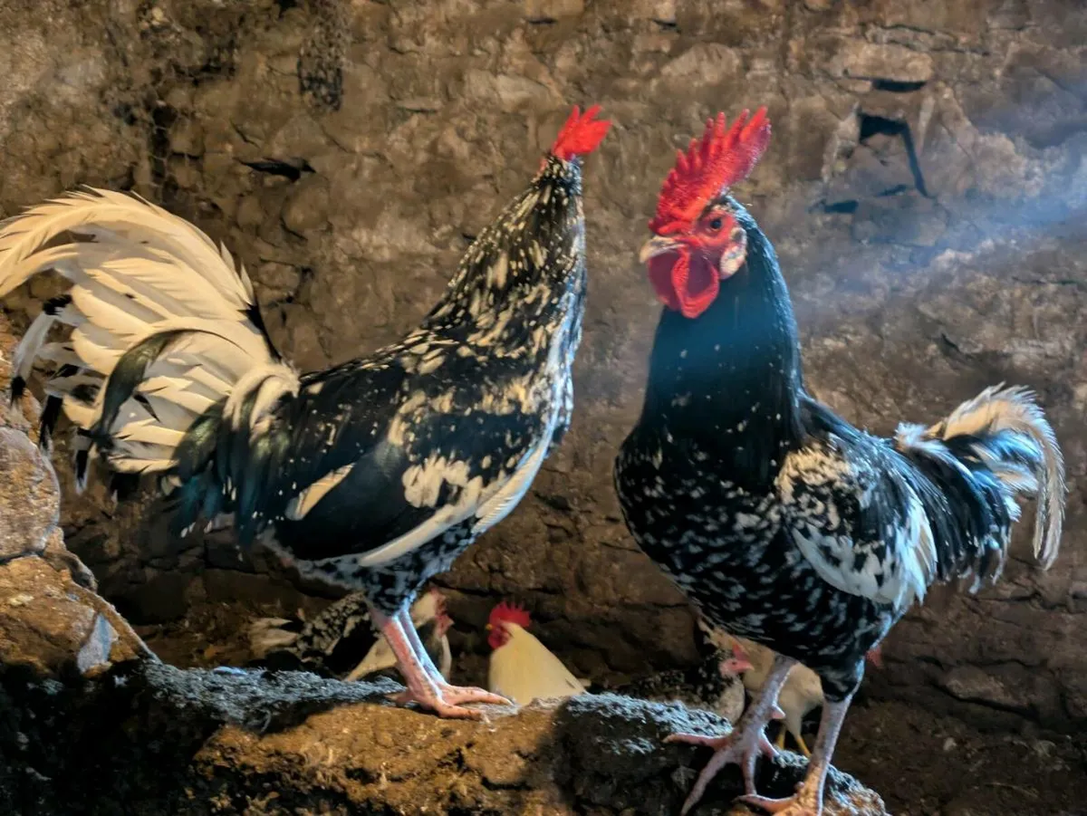 Roosters - Image 1