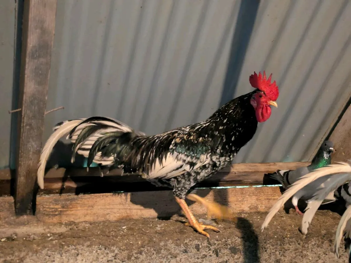 Roosters - Image 4