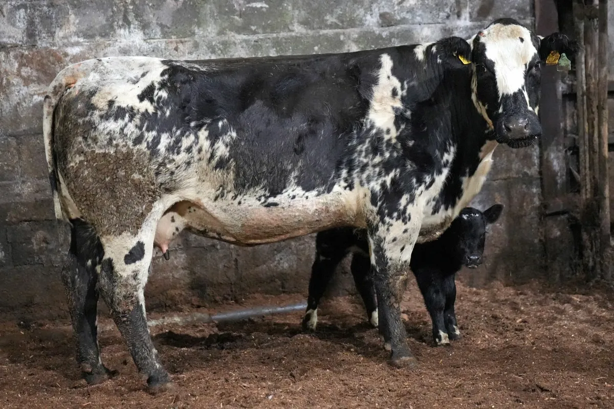 🌟 Exceptional Cow & Blue Calf 🌟 - Image 3