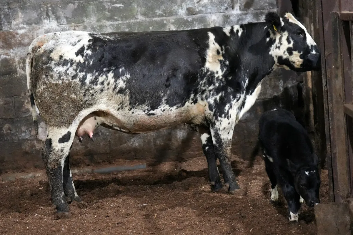 🌟 Exceptional Cow & Blue Calf 🌟 - Image 1