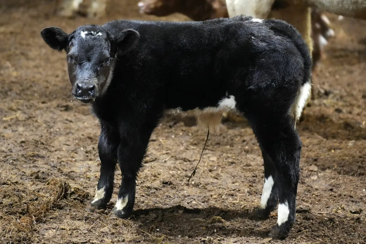 🌟 Exceptional Cow & Blue Calf 🌟 - Image 2