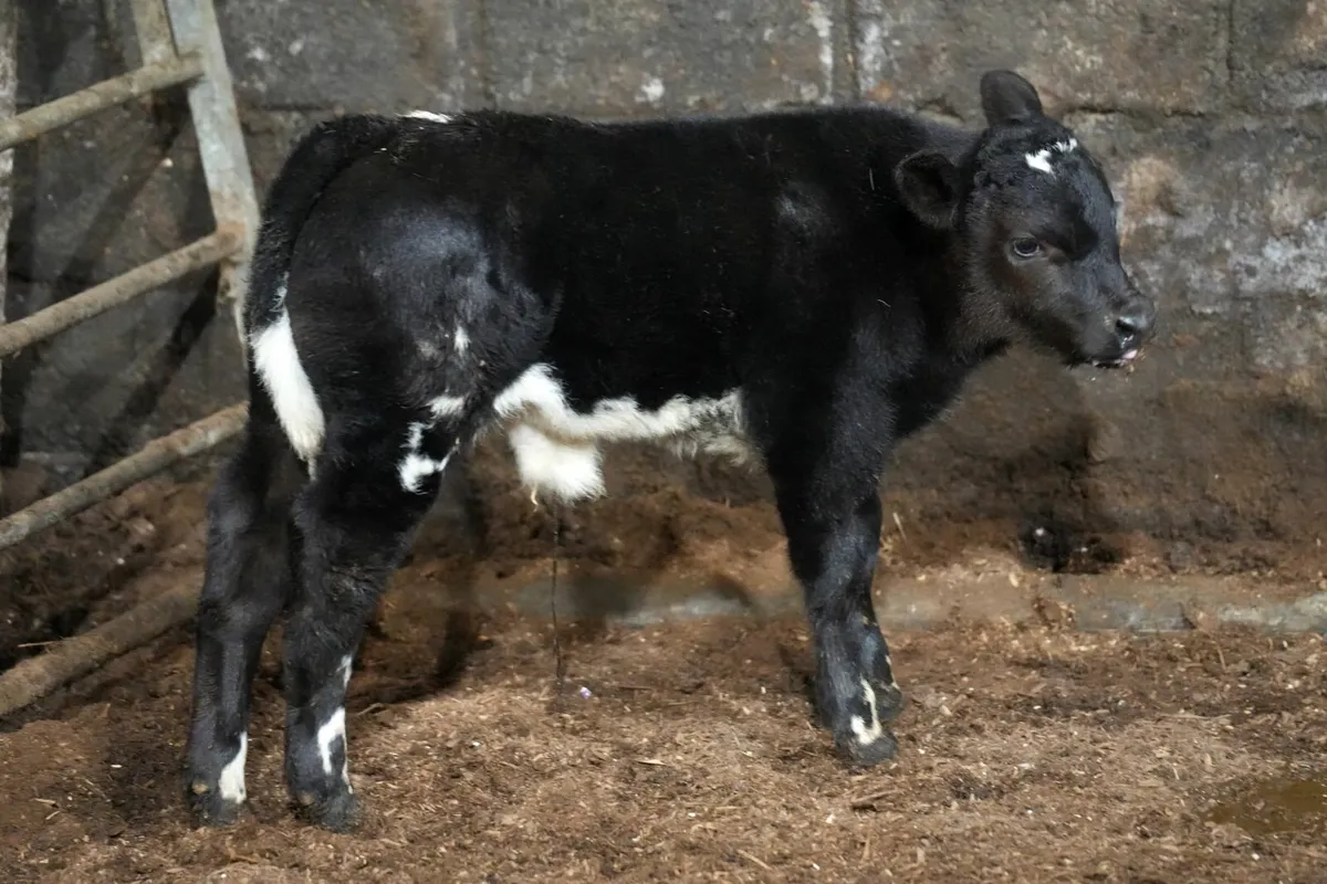 🌟 Exceptional Cow & Blue Calf 🌟 - Image 4