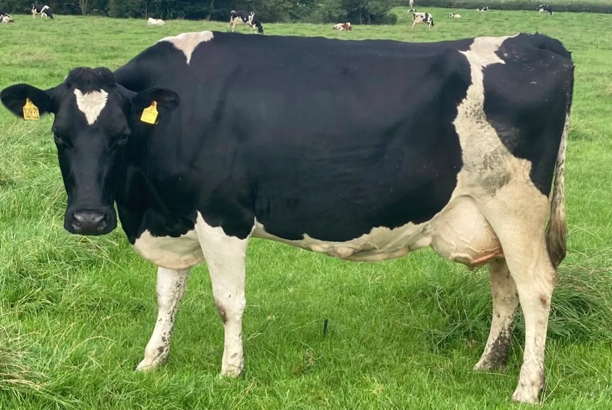 Full herd of ai bred Hol fr cows and heifers - Image 1