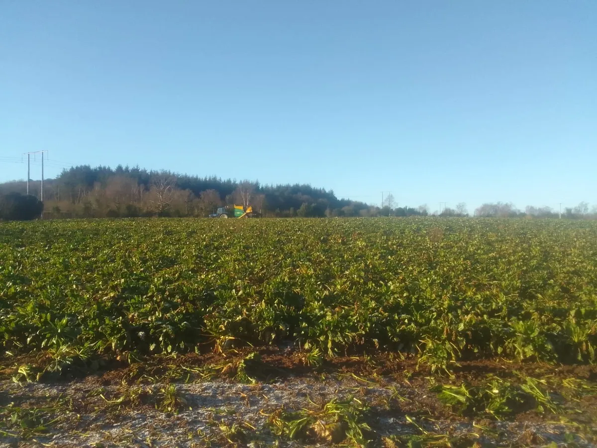 Beet  and maize for sale - Image 1