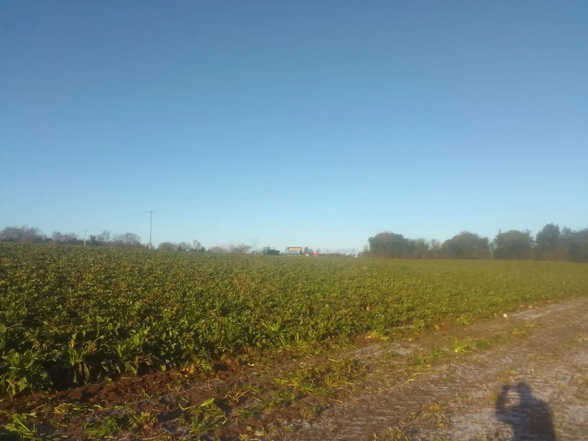 Beet  and maize for sale - Image 4