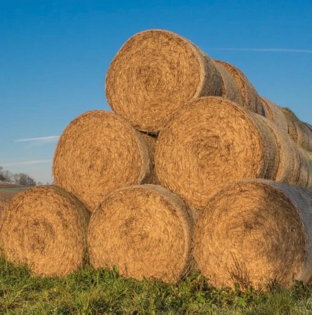 Round bales of hay