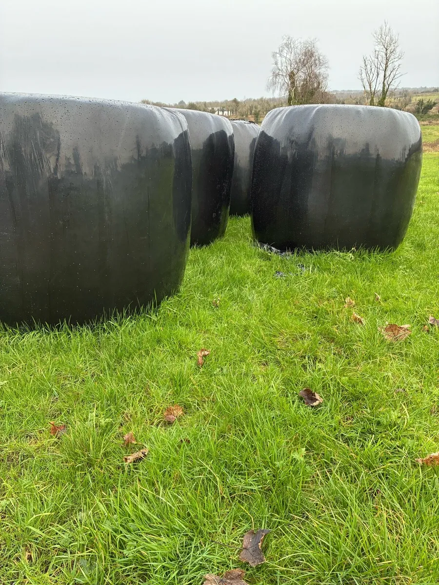 Silage - Image 1