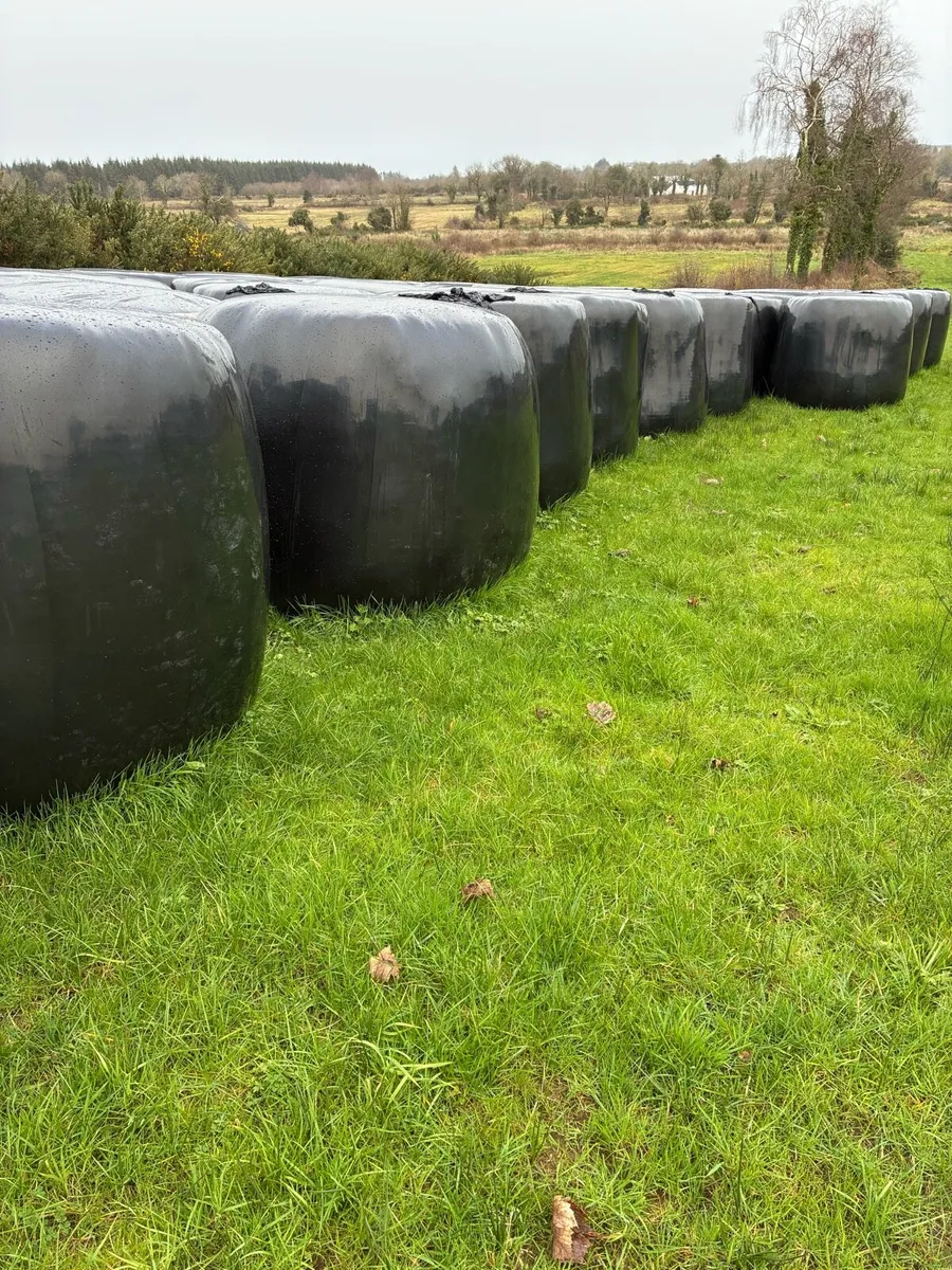 Silage - Image 3