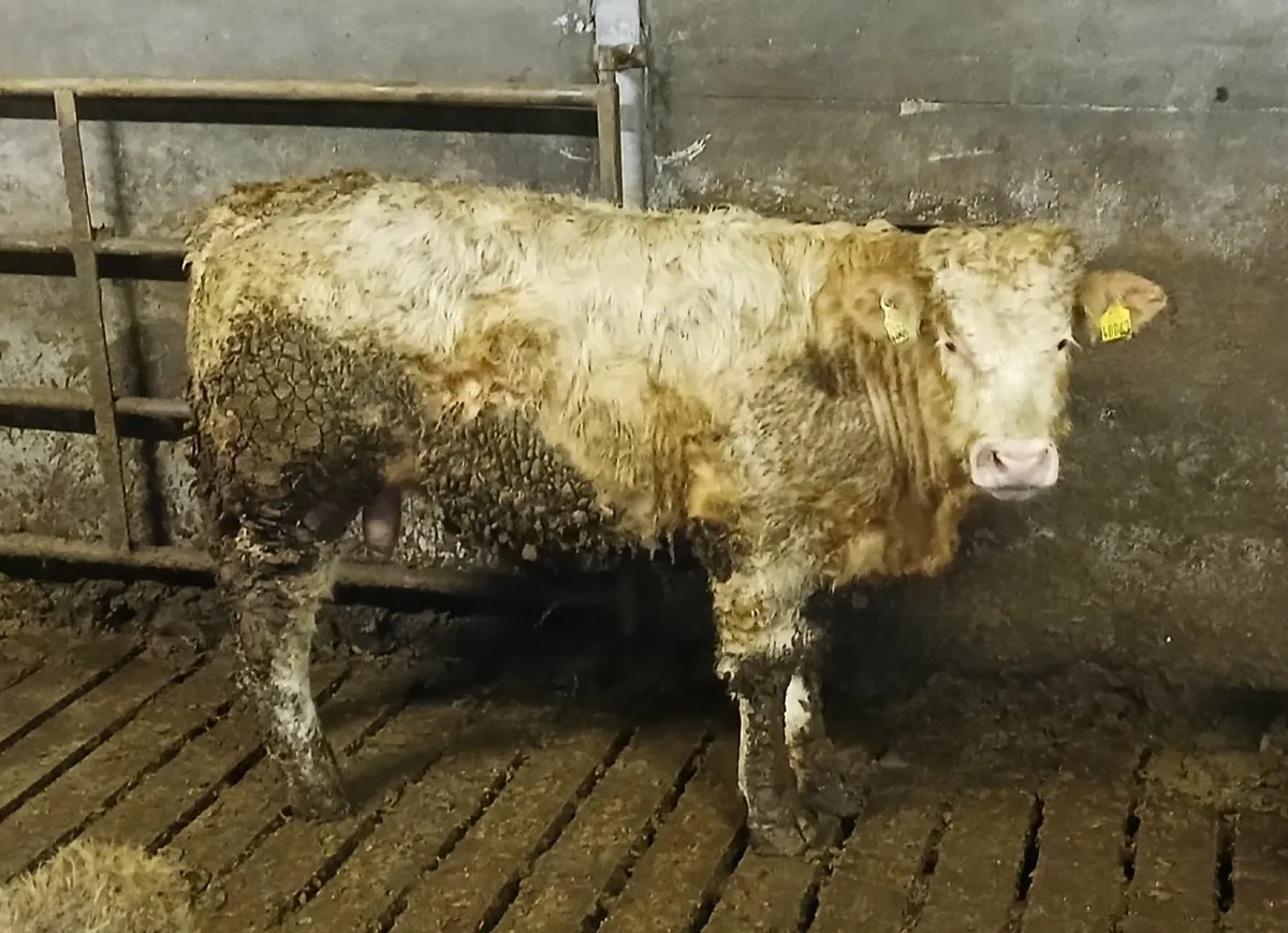 Charolais Bull s - Image 2