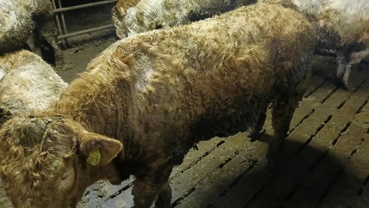 Charolais Bull s - Image 3