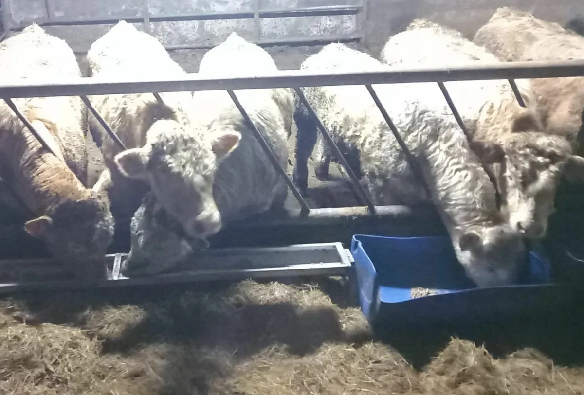 Charolais Bull s - Image 4