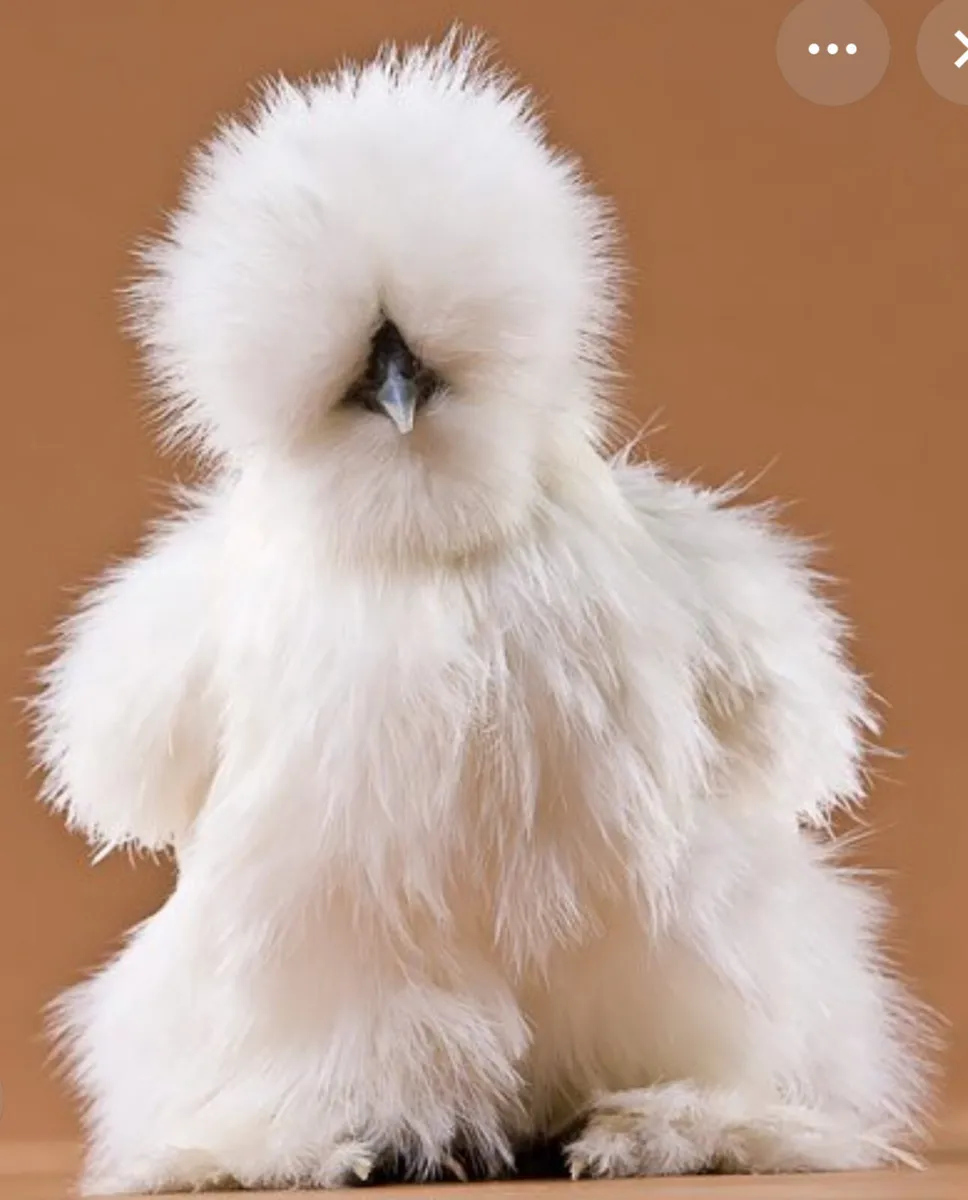 Wanted pure bred poultry