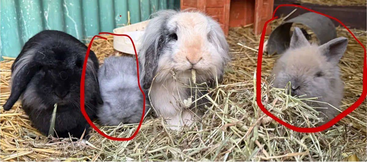 Baby lion head bunnies - Image 2