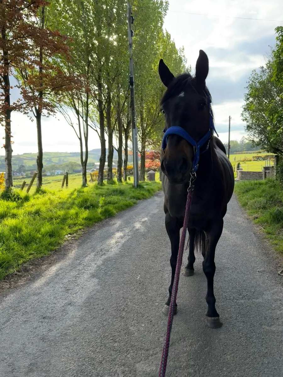 Horse for sale - Image 3