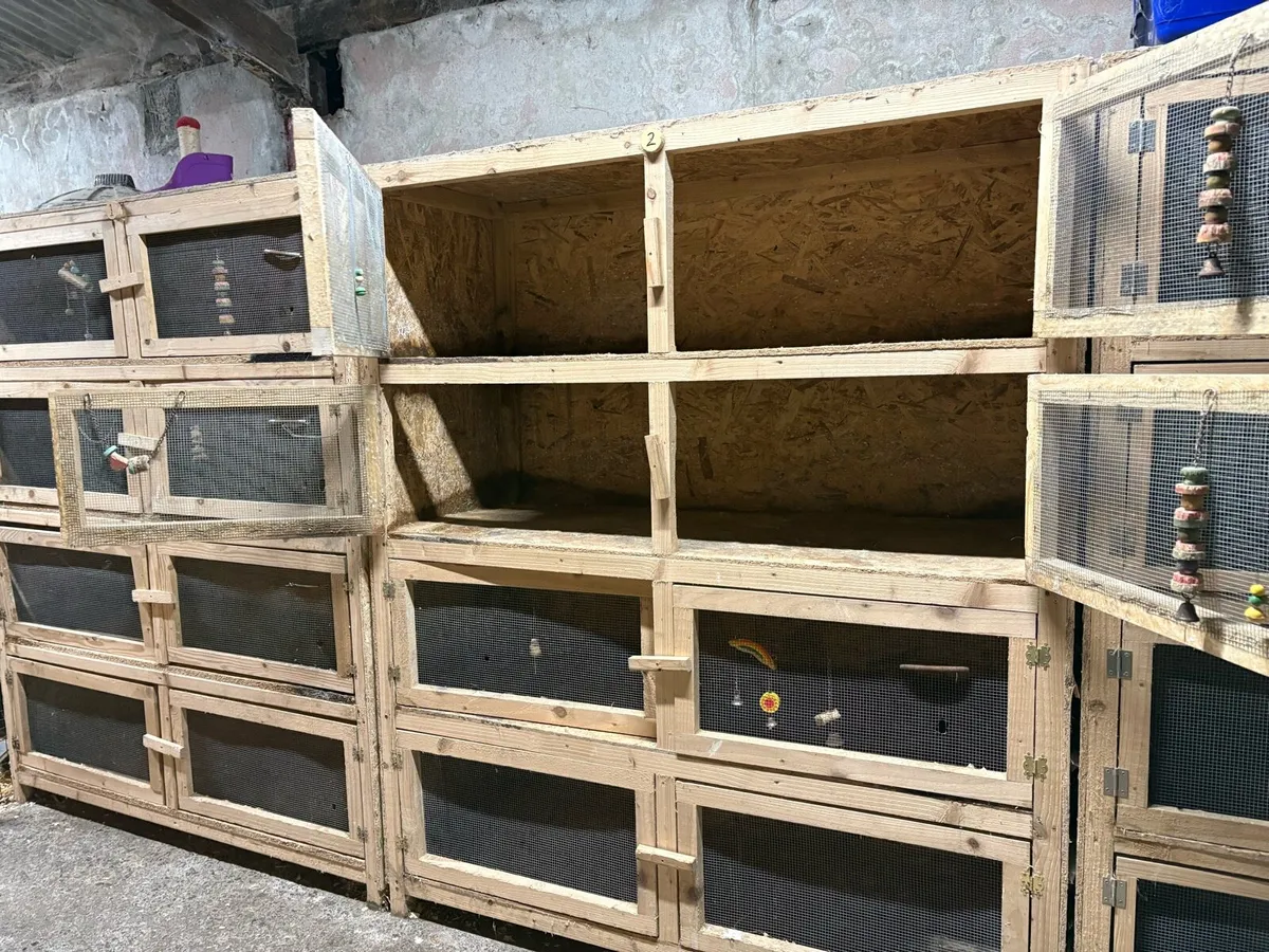 Hutch banks- rabbits/ferrets/cavies/chickens - Image 4