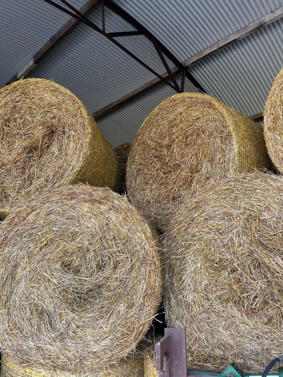 Hay Organic Certified Top Quality - Image 2