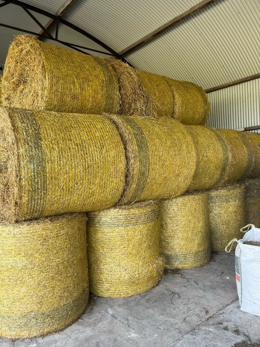 Hay Organic Certified Top Quality - Image 3