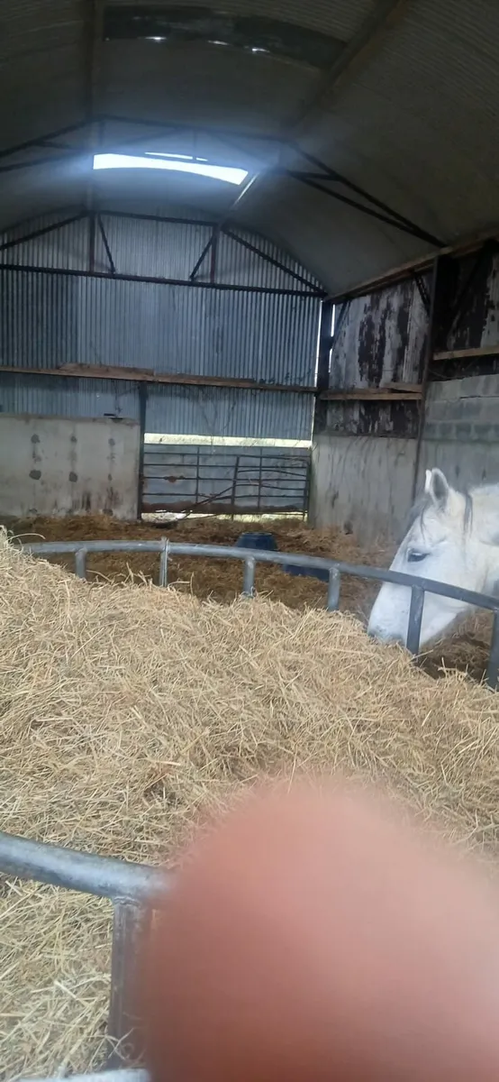 Loose shed available for horses
