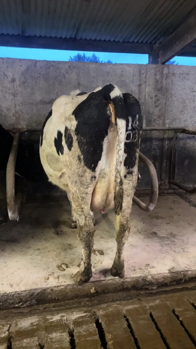 Freshly calved cows for calves - Image 1