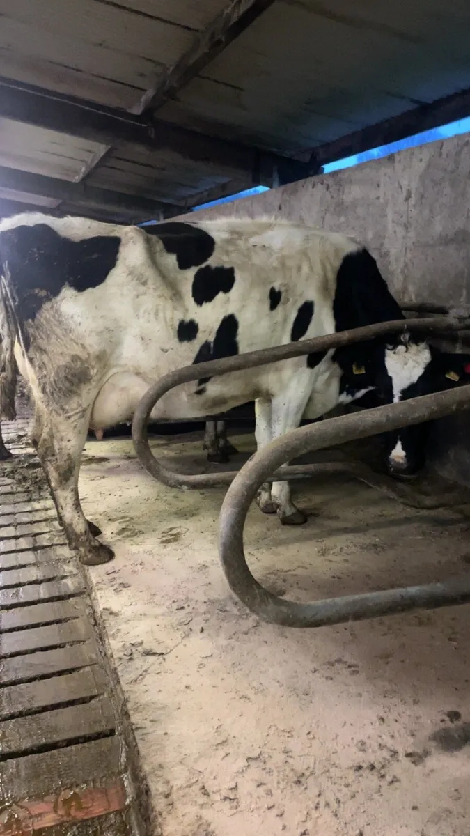 Freshly calved cows for calves - Image 2