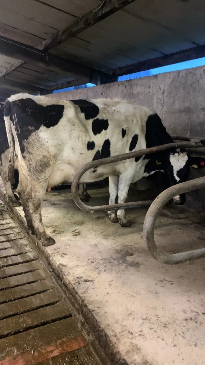 Freshly calved cows for calves - Image 3