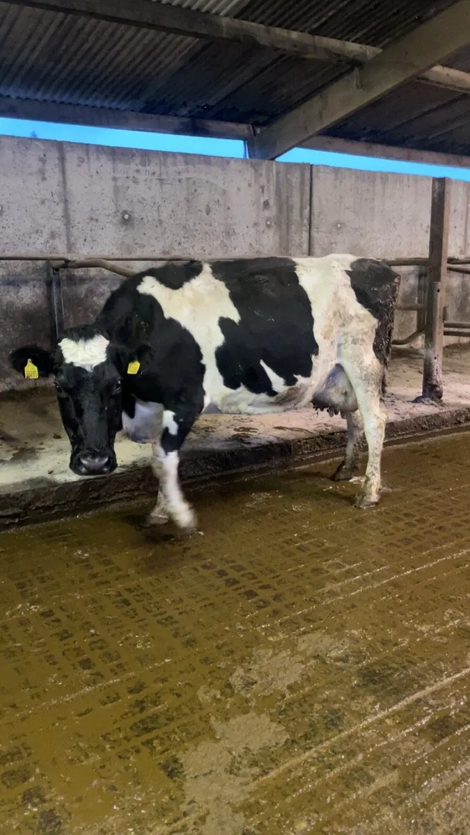 Freshly calved cows for calves - Image 4