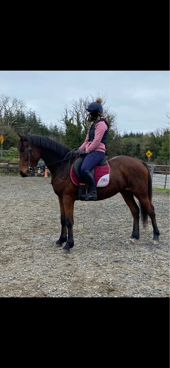4 y/o bay gelding 15.2+ - Image 1