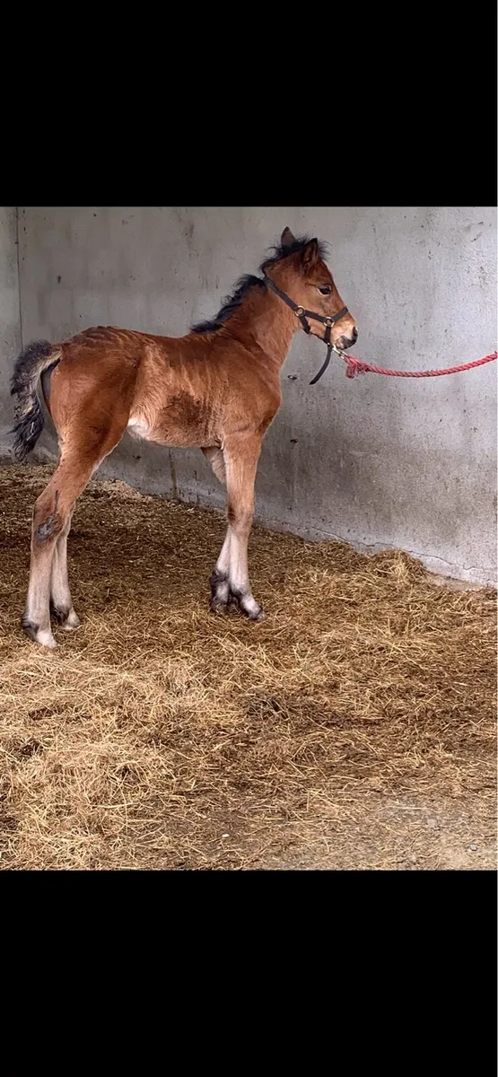 4 y/o bay gelding 15.2+ - Image 3