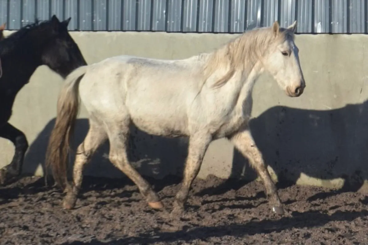 Palomino gelding - Image 1