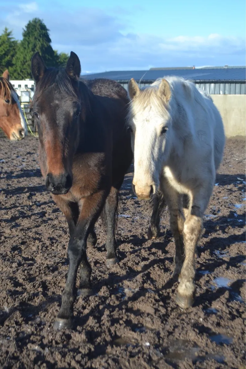 Palomino gelding - Image 2