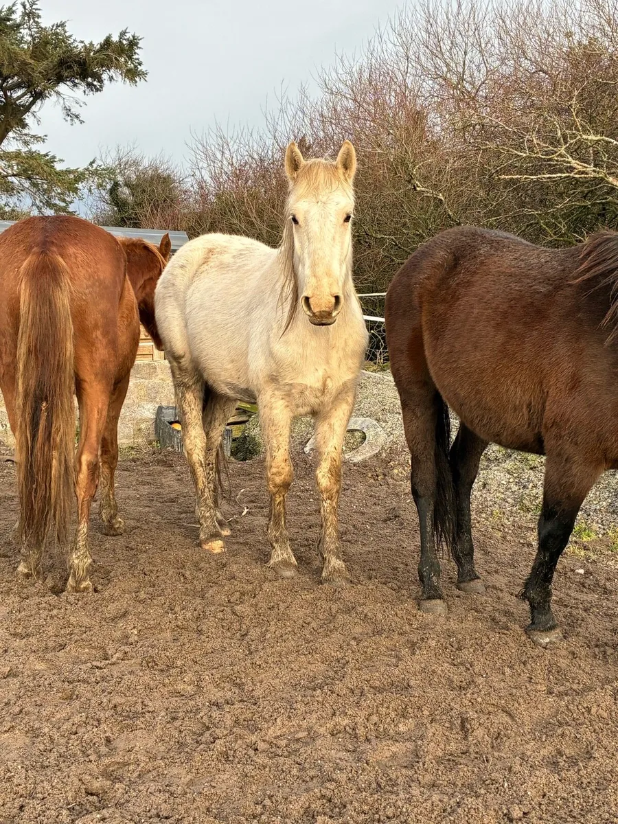 Palomino gelding - Image 3