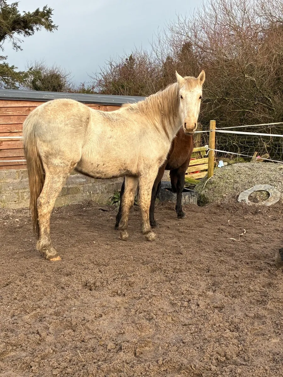 Palomino gelding - Image 4