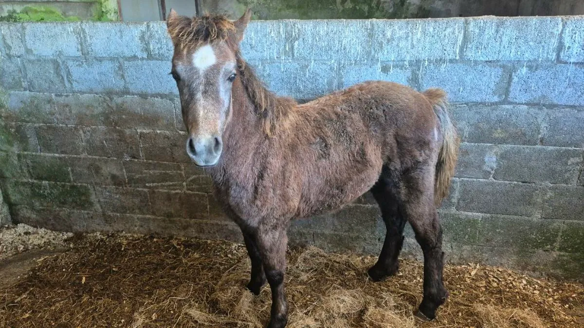 Connemara Filly foal - Image 2