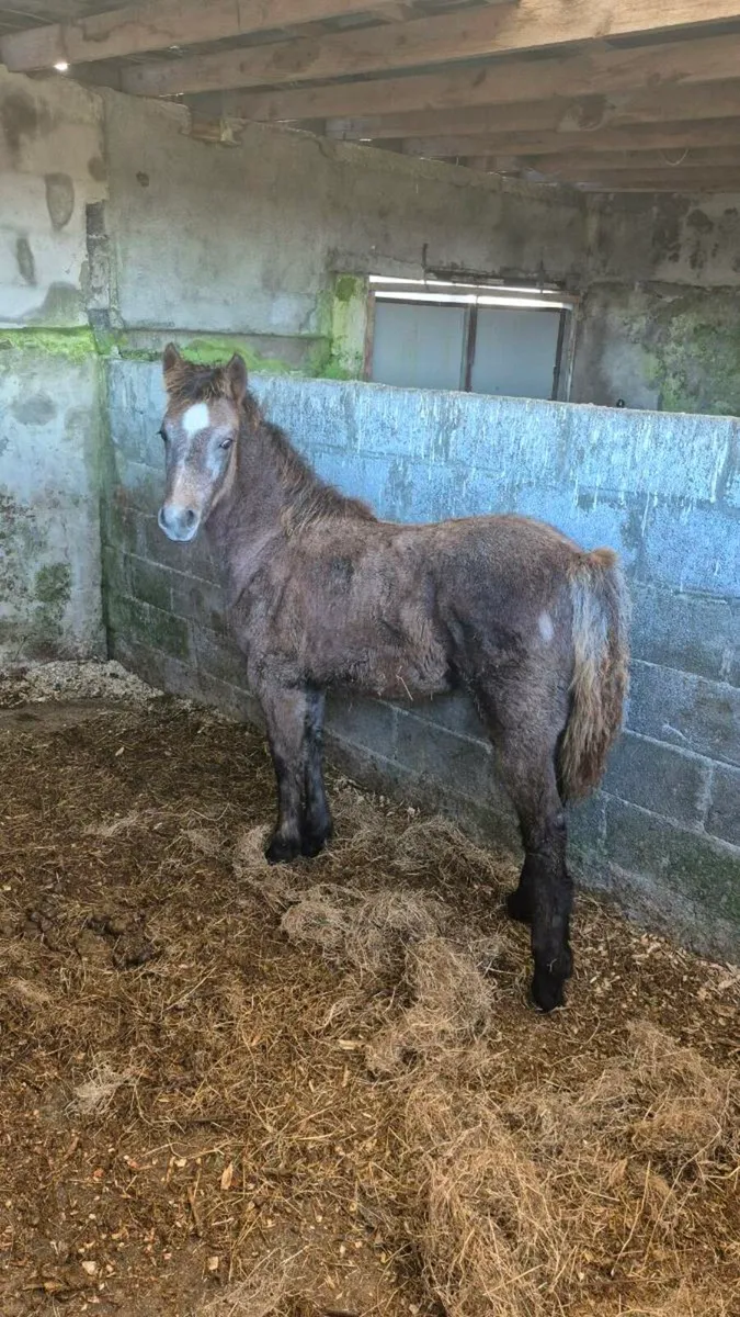 Connemara Filly foal - Image 1