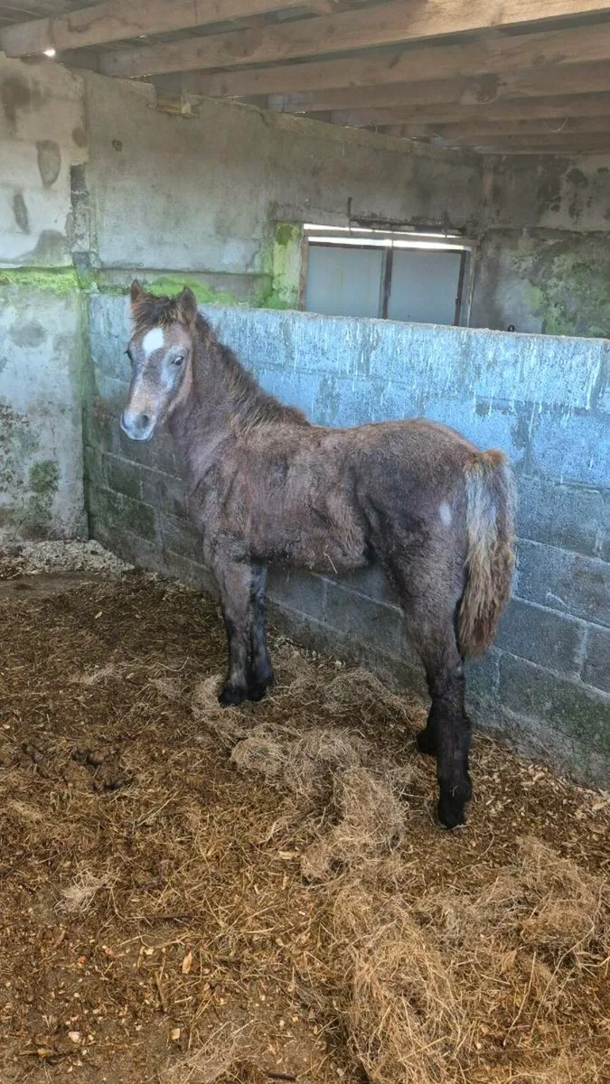 Connemara Filly foal - Image 3