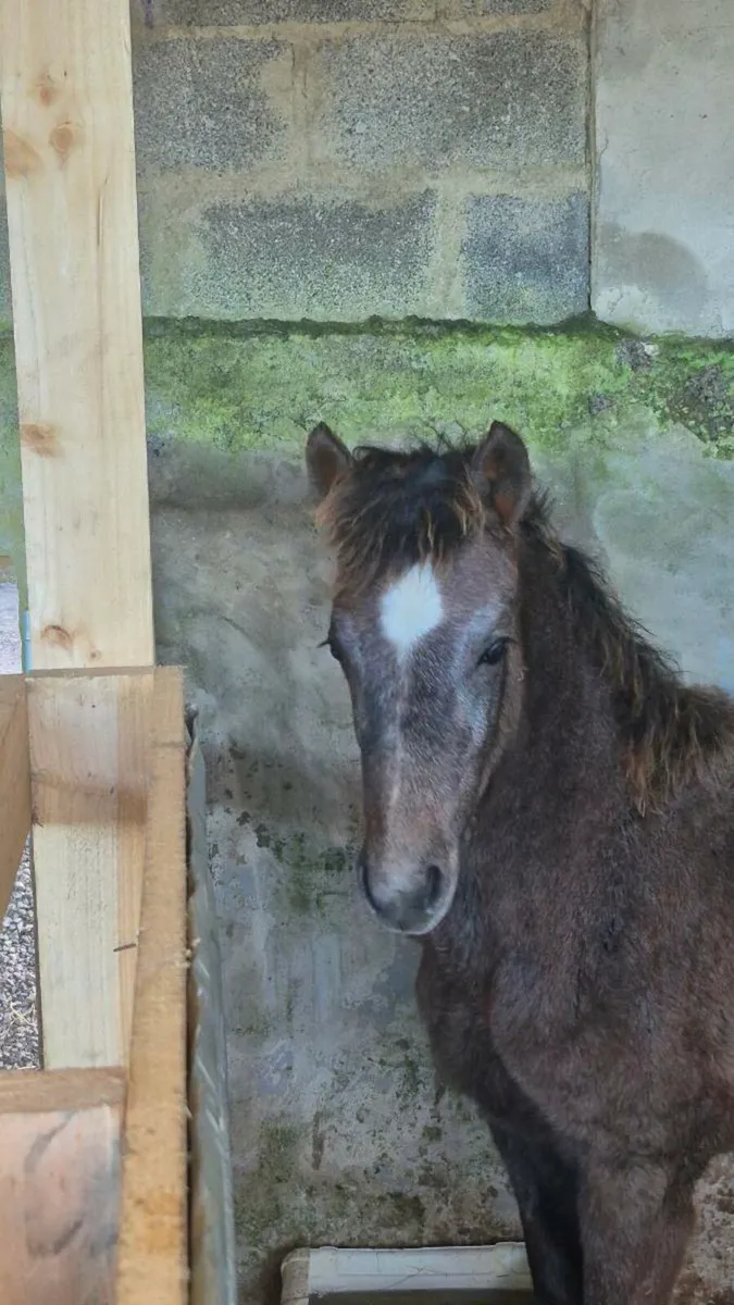 Connemara Filly foal - Image 4