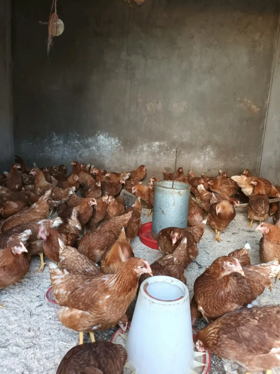 Isa brown pullets and Old english game bantams - Image 2