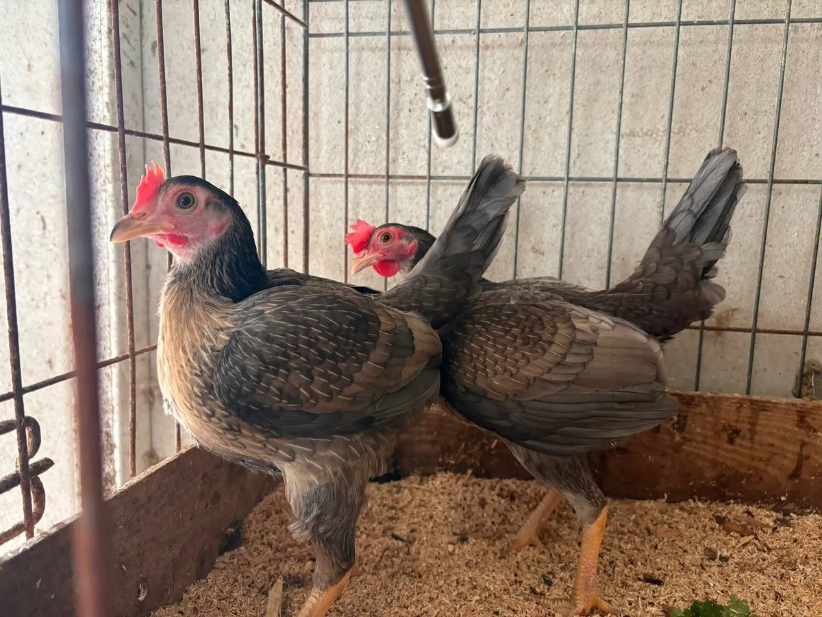 Isa brown pullets and Old english game bantams - Image 4