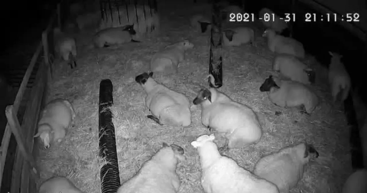 Calving Lambing Camera... Nigh V ...Free Delivery - Image 1
