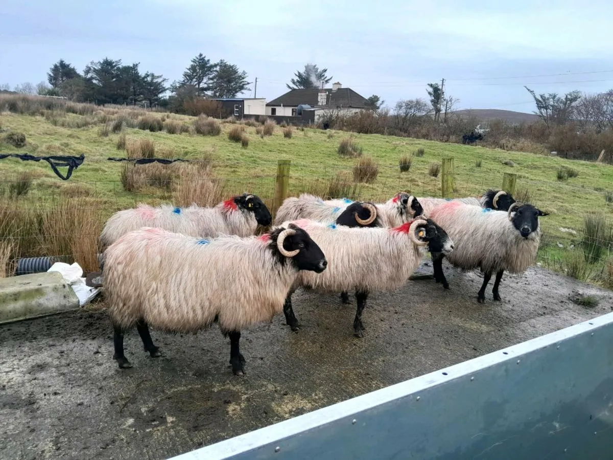 In Lamb Ewes - Image 2