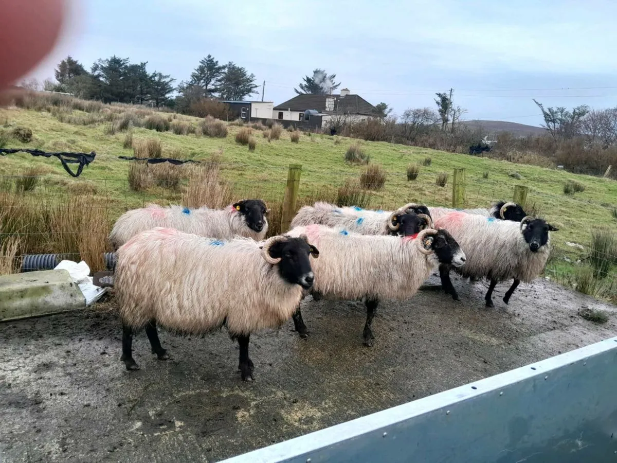 In Lamb Ewes - Image 3