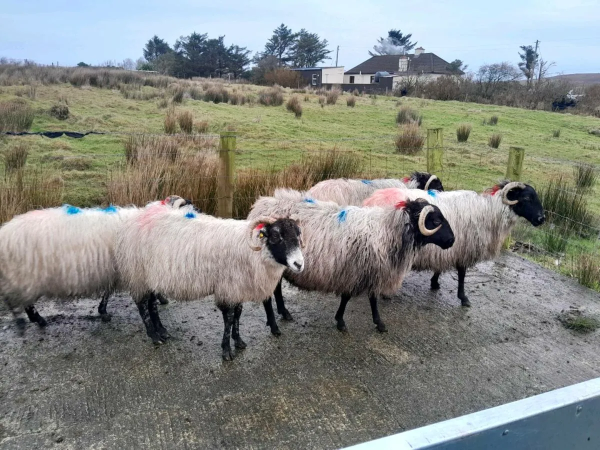 In Lamb Ewes - Image 4