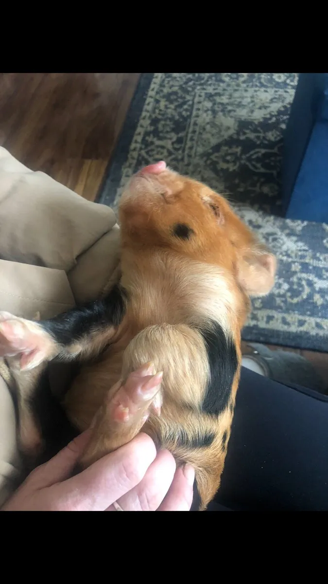 Tiny kune kune piglets - Image 4