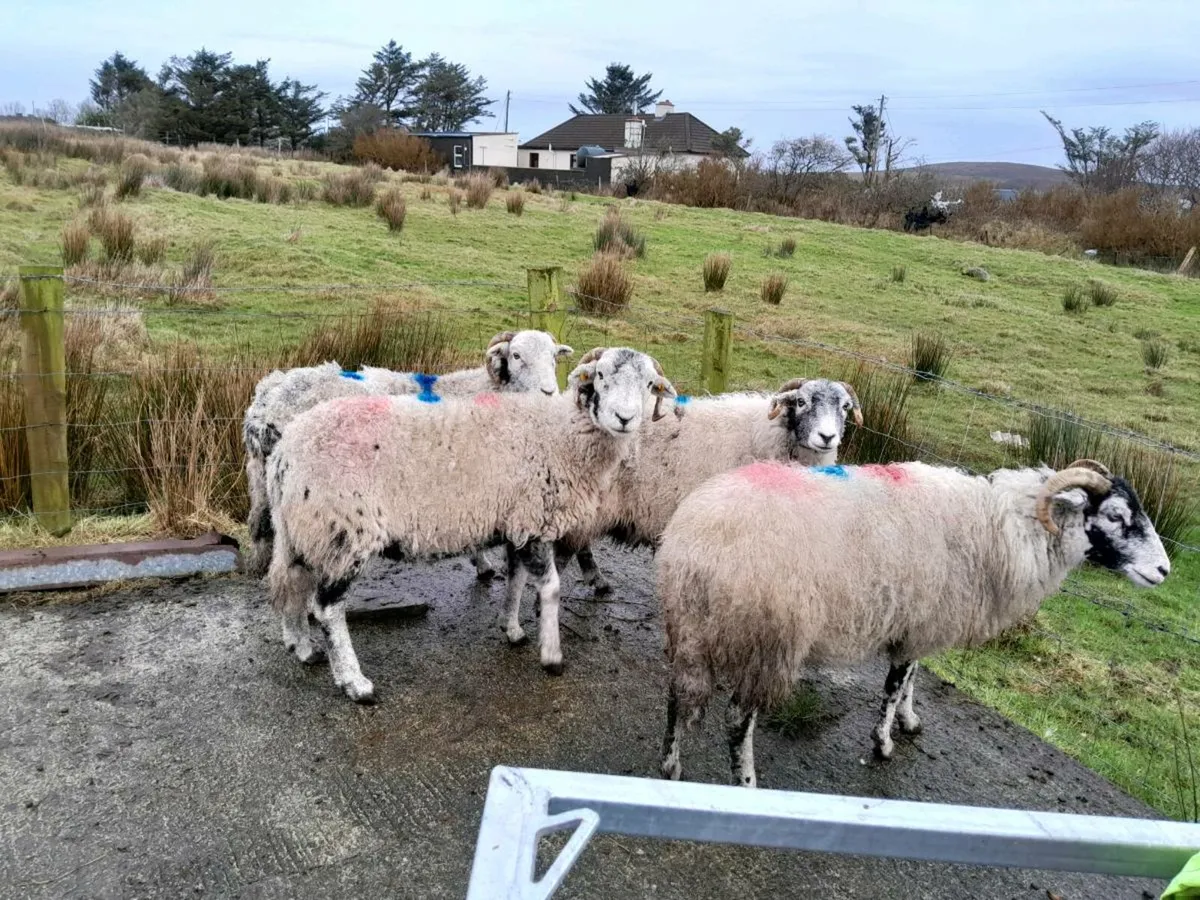 In Lamb Swaledale ewes - Image 2