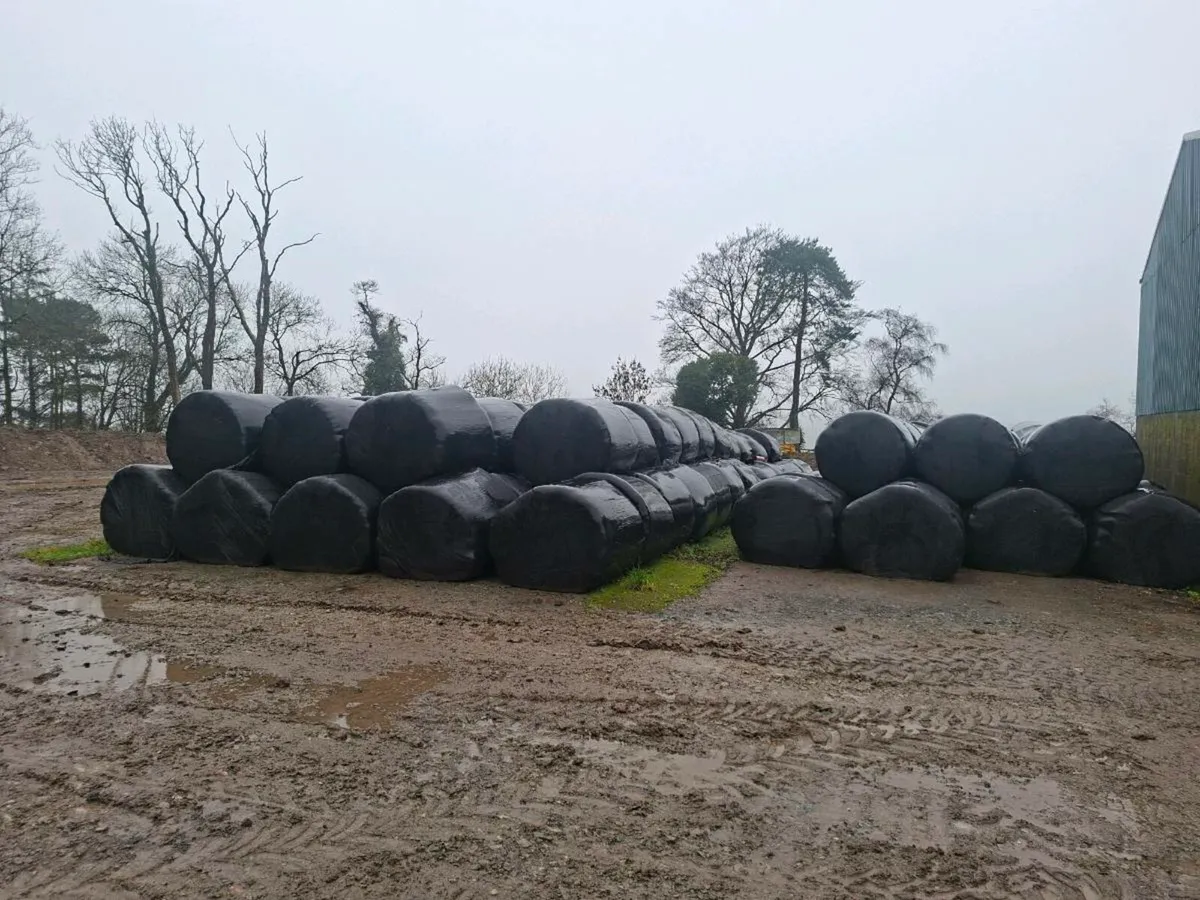 Bales of silage
